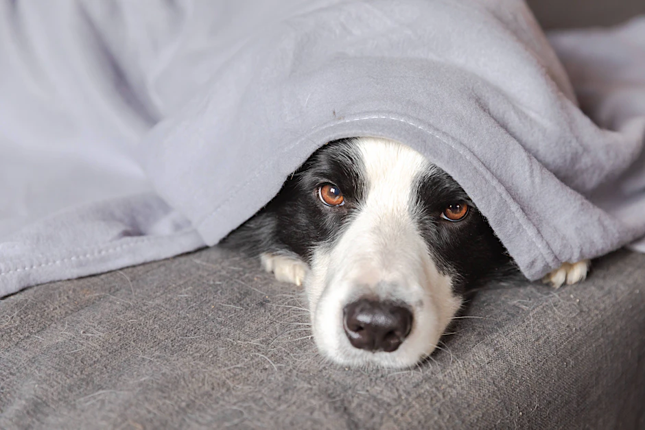 Da möchte man sich am liebsten verstecken wie dieser Border Collie – Berlin liegt im Deutschland-Vergleich nur auf Platz 20.