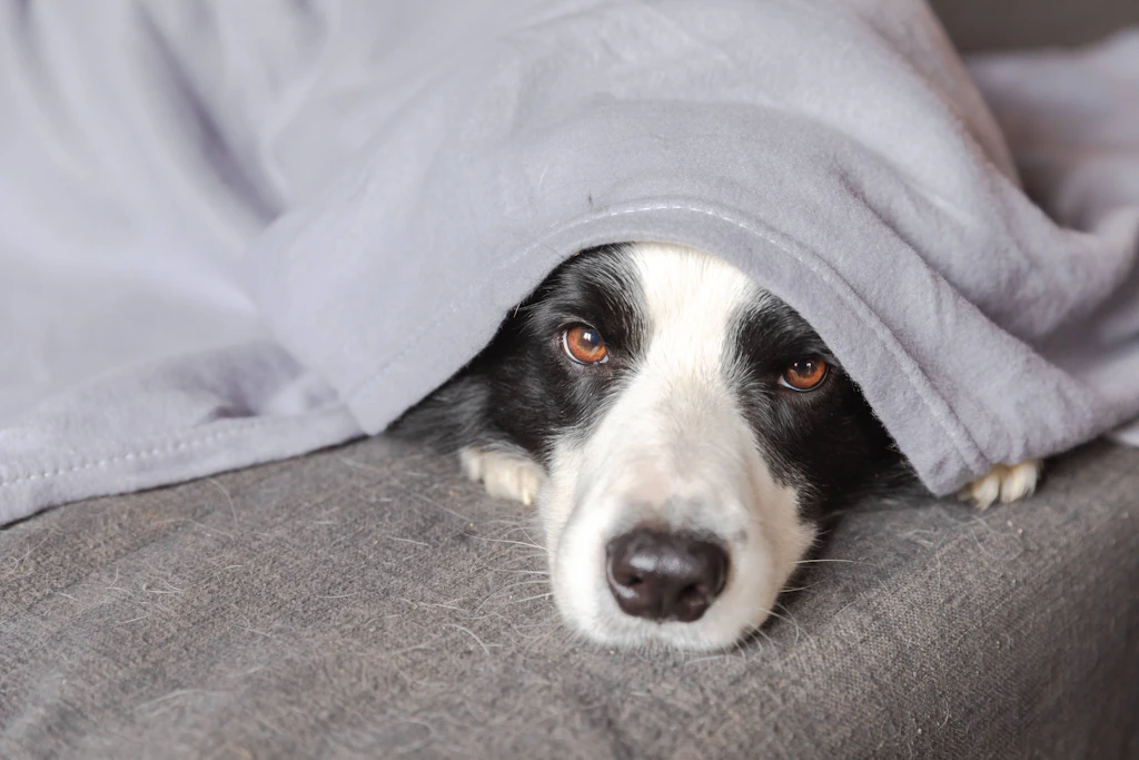 Da möchte man sich am liebsten verstecken wie dieser Border Collie – Berlin liegt im Deutschland-Vergleich nur auf Platz 20.
