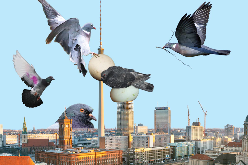 Vom Freund zum Feind: Wie die Taube in Berlin für mich zum Endgegner wurde