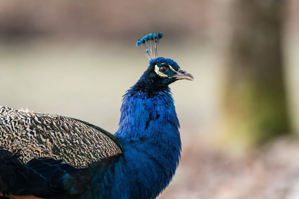 Dieser Urlaubsort in Italien hat ein tierisches Problem – und niemand hilft
