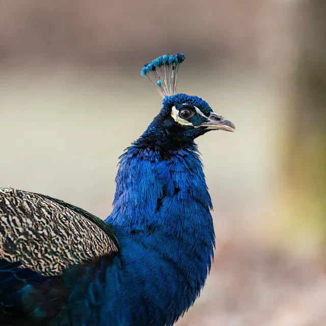 Pfauen-Invasion in Italien: Badeort kämpft gegen 120 wilde Tiere