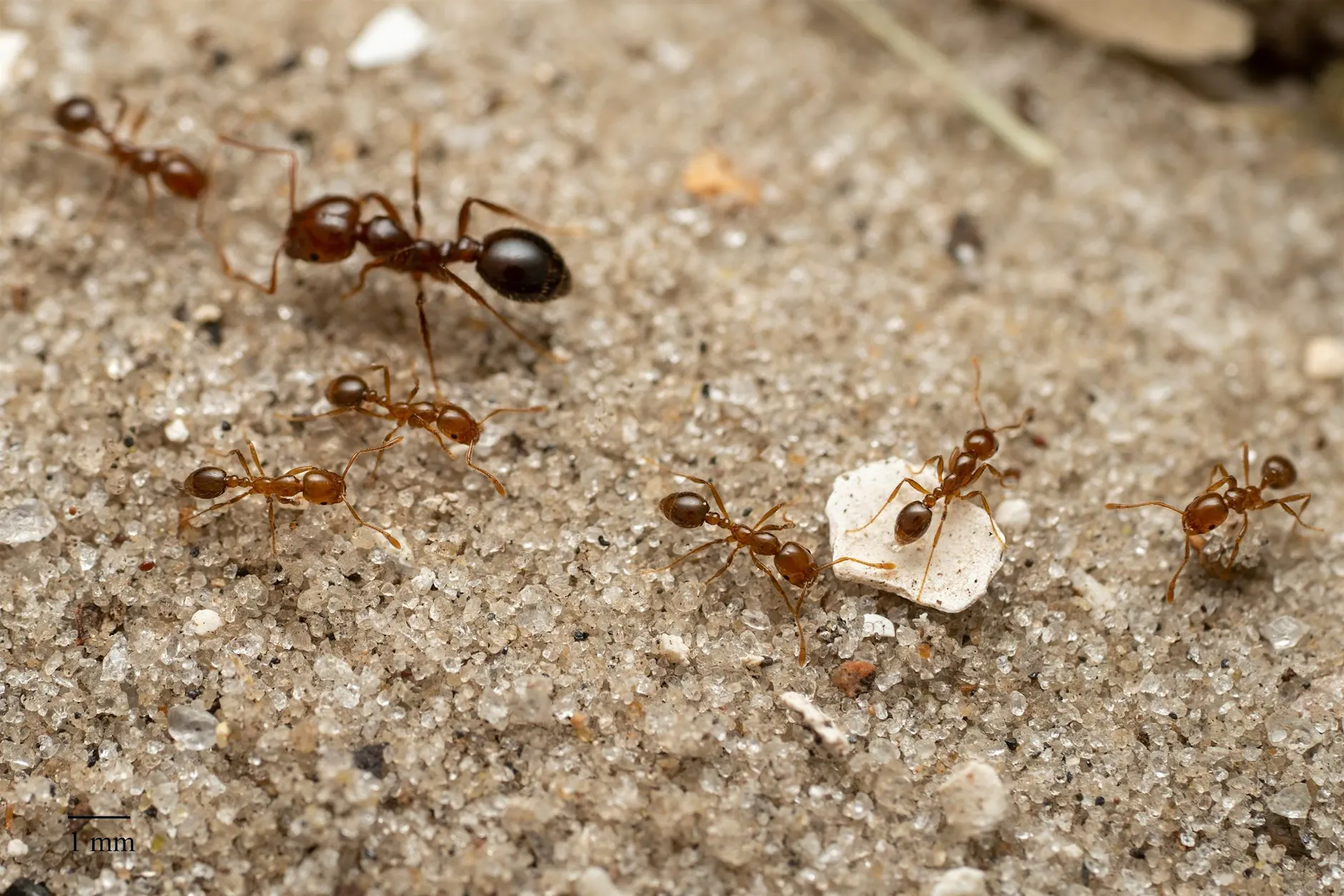 Forscher aus Berlin schlagen Alarm wegen invasiver Ameisen