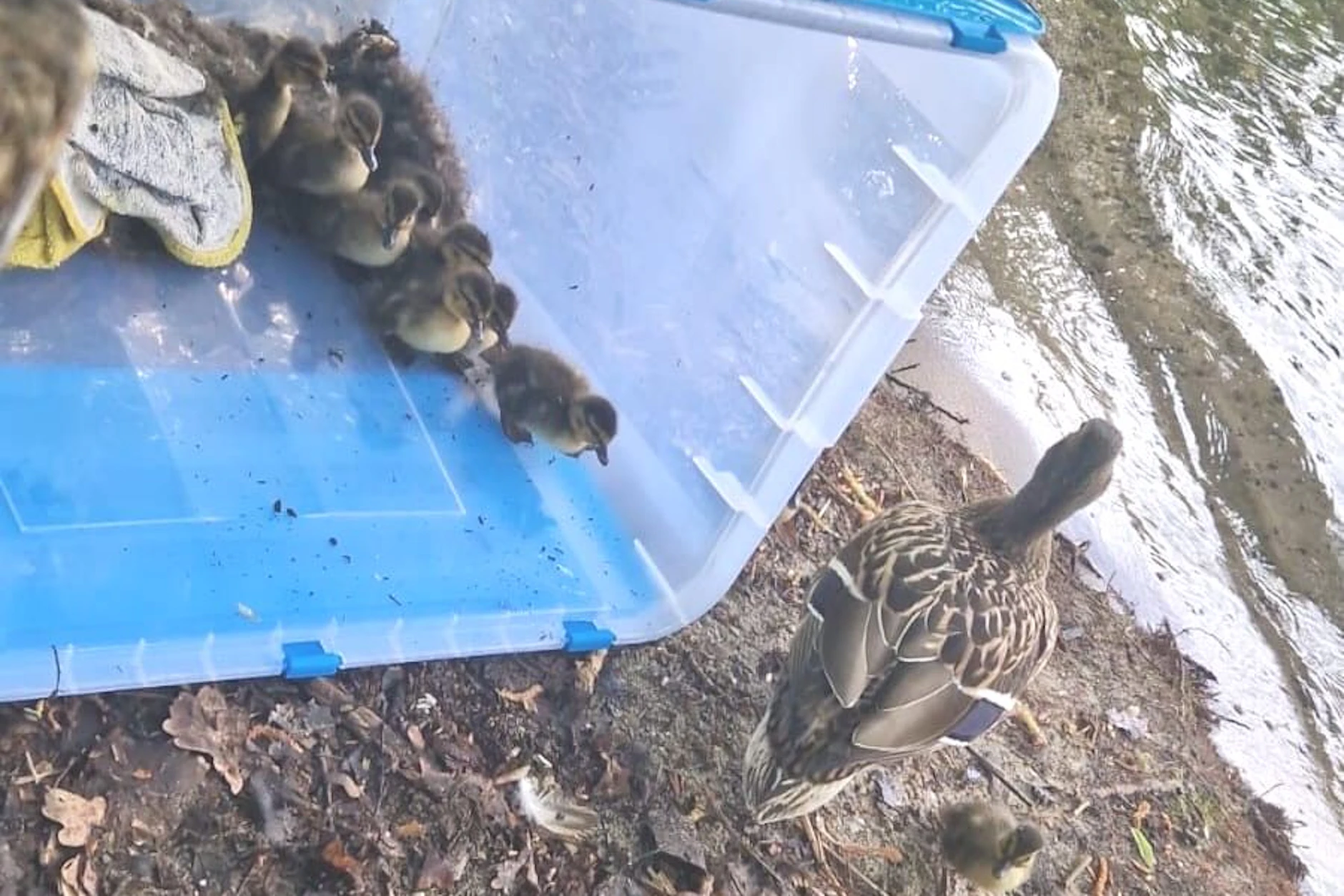 Enten‑Drama auf dem Balkon – und ein Happy End am Müggelsee