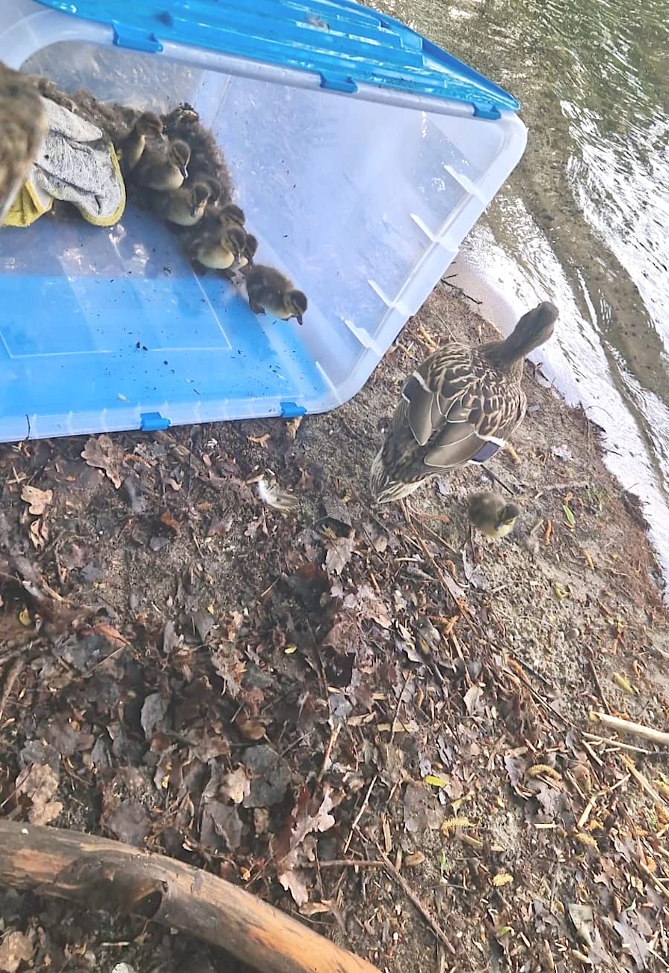 In einer Kiste hat Judith die zehn Entenküken sicher zum Müggelsee gebracht.