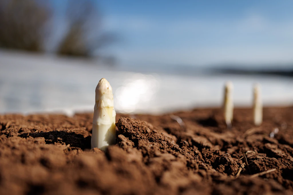 Es muss ja nicht gleich ein ganzes Feld sein. Aber ein paar Stagen grünen Spargel wirft der Kleingarten sicher ab. 