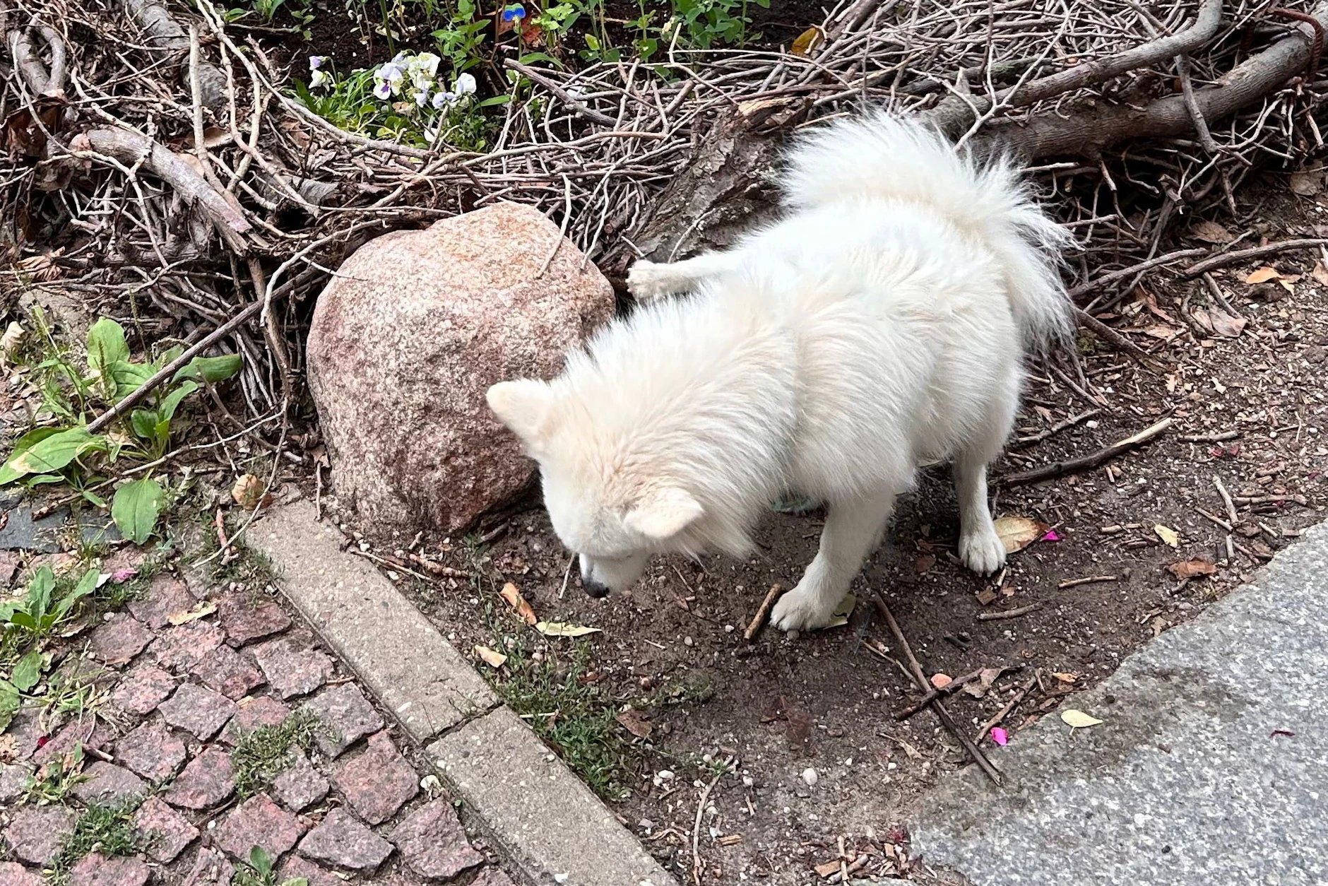 Die Idee: Der Hund orientiert sich am Pinkelstein und lässt den Baum und das Beet in Ruhe.