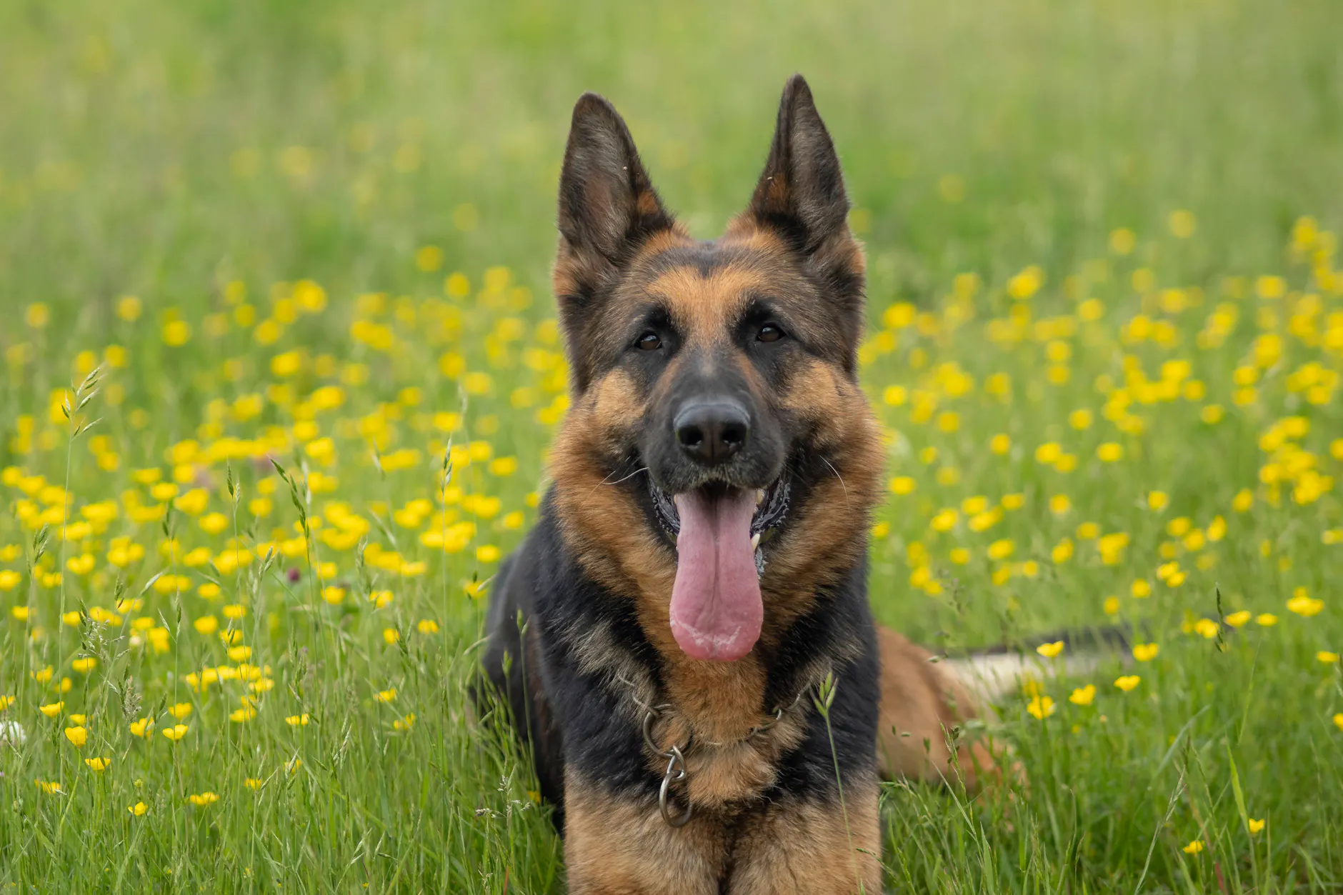 Bei seinem täglichen Spaziergang wurde Moses zu einem Held, weil er sein Frauchen vor einer Raubkatze rettete.