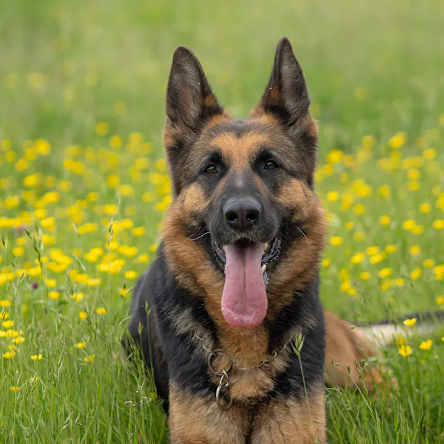 Held auf vier Pfoten: Deutscher Schäferhund tötet tollwütige Raubkatze
