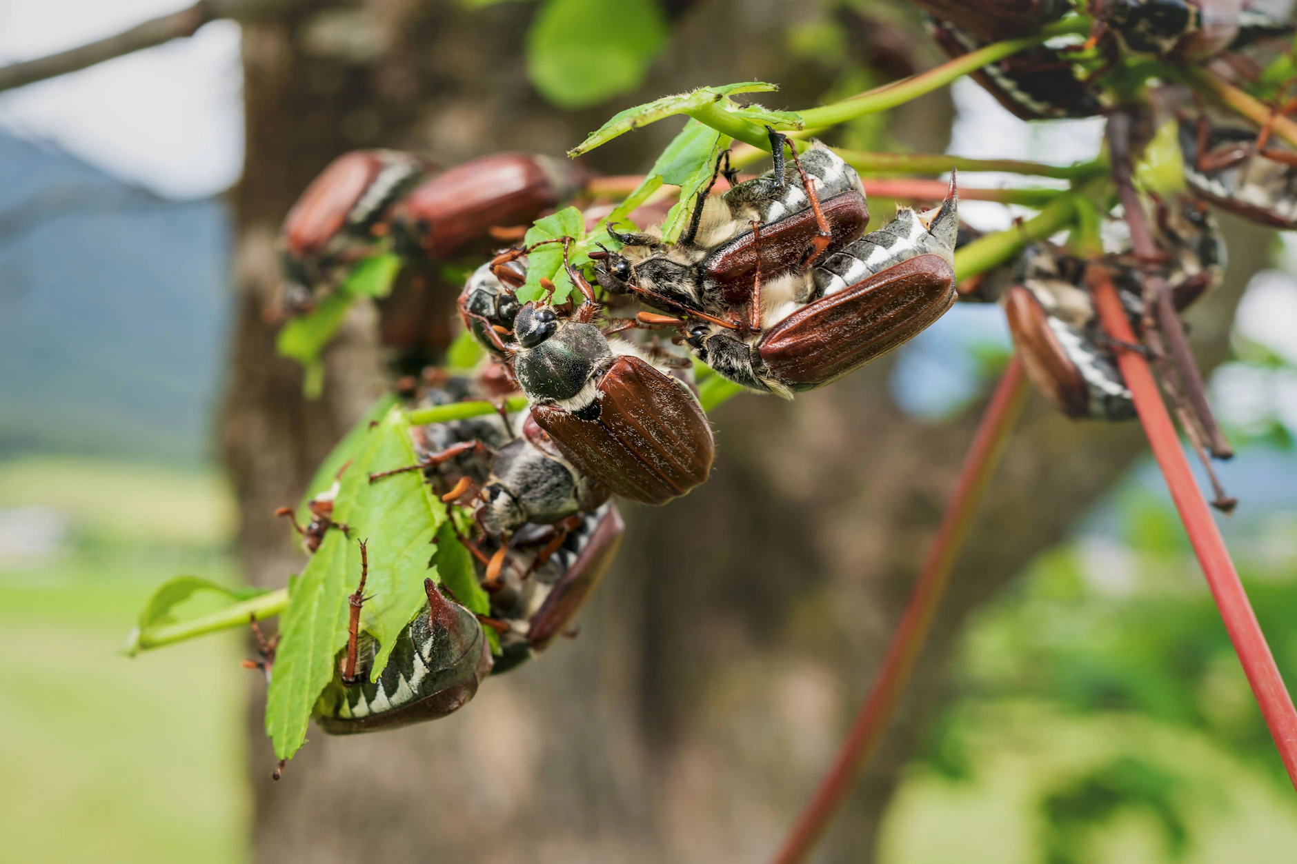 Für die Maikäfersuppe sollen die Käfer frisch vom Baum gepflückt werden.