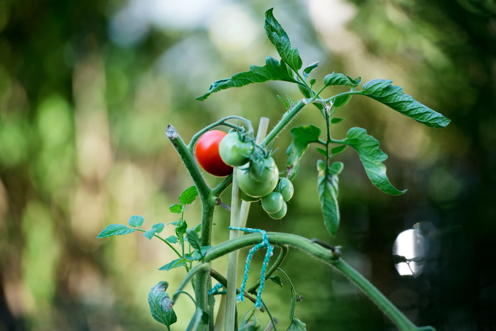 Tomaten wachsen auch auf dem Balkon gut und versorgen dich regelmäßig mit Vitaminen.