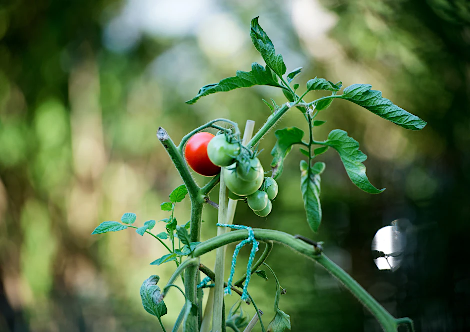  Tomaten wachsen auch auf dem Balkon gut und versorgen dich regelmäßig mit Vitaminen. 