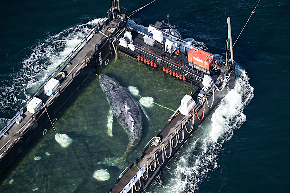 Der Wal wurde in einem gefluteten Lastschiff abtransportiert.