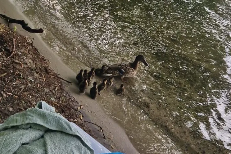 Die Ente führte ihre Kinder sicher zum Wasser.
