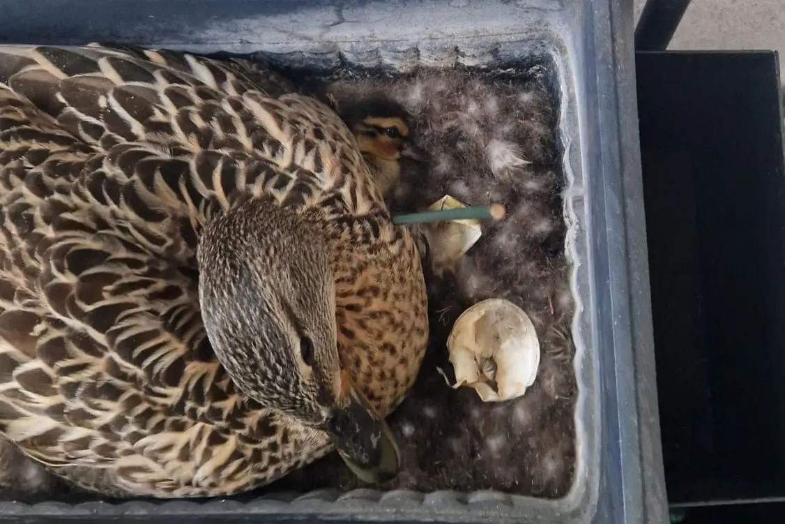 Ein Küken lugt schon unter dem Gefieder der Mama hervor.
