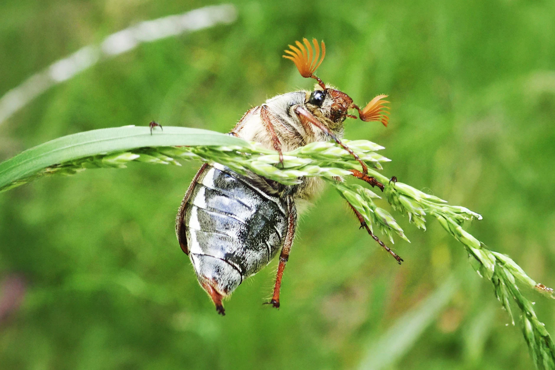 Viele freuen sich, wenn sie einen der putzigen Maikäfer sehen. Doch früher wurden die Tierchen nicht nur beobachtet, sondern auch zu Suppe verarbeitet oder kandiert vernascht.