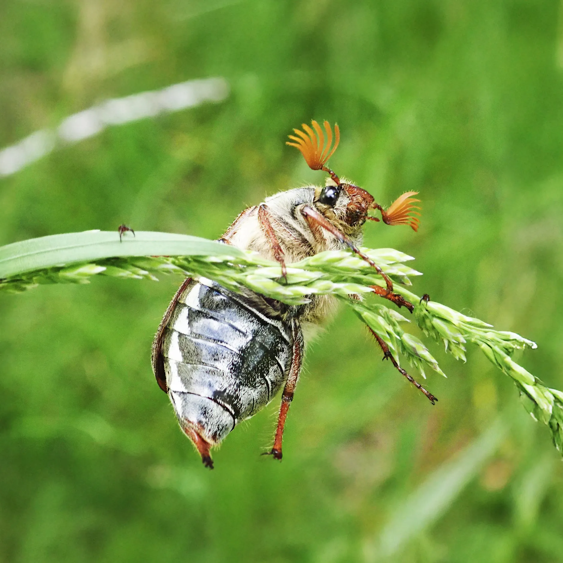 Tausende Maikäfer fliegen aus! Früher waren sie eine Delikatesse