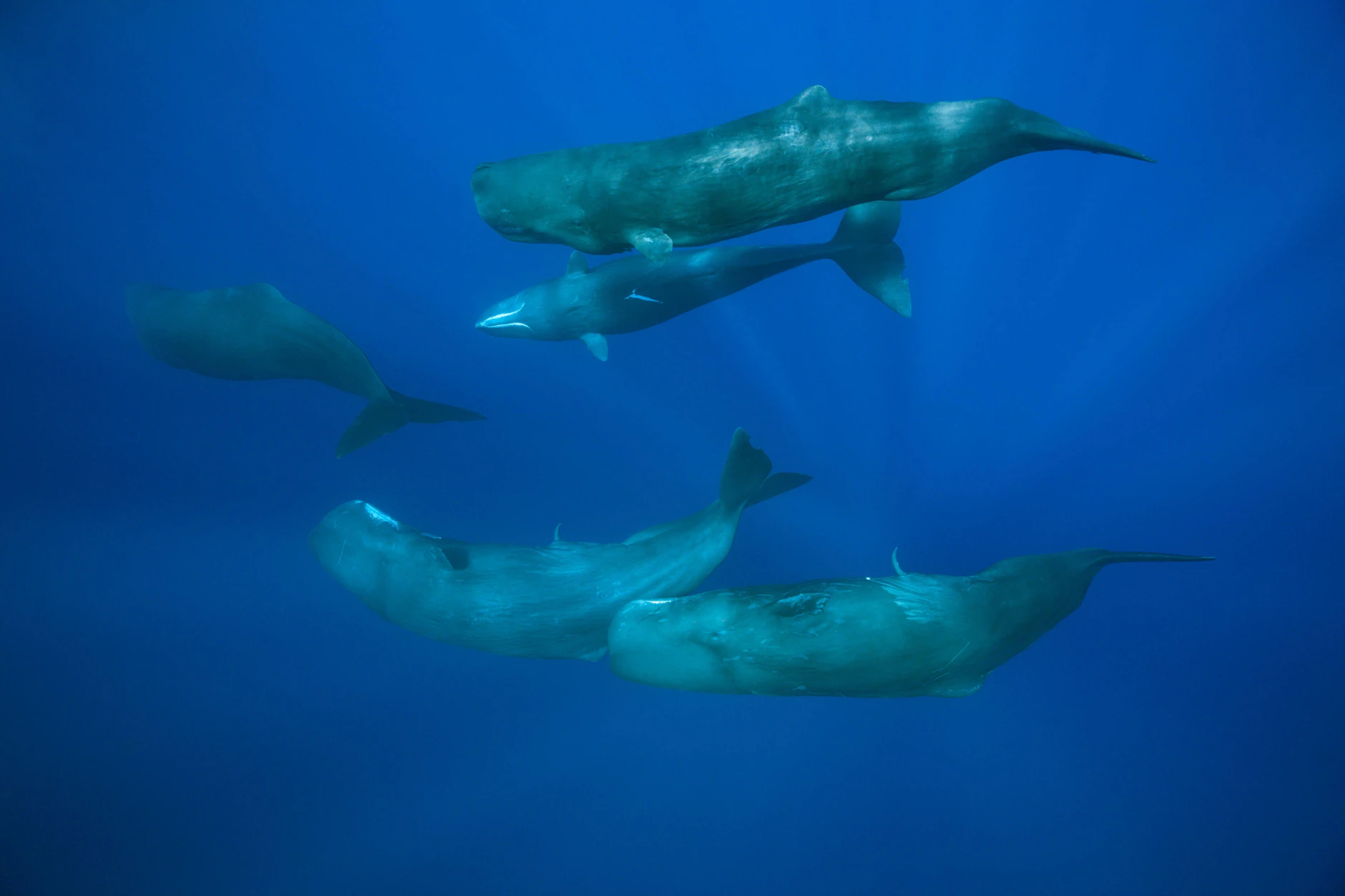 Pottwale (Physeter macrocephalus) sind die größten Zahnwale der Erde.