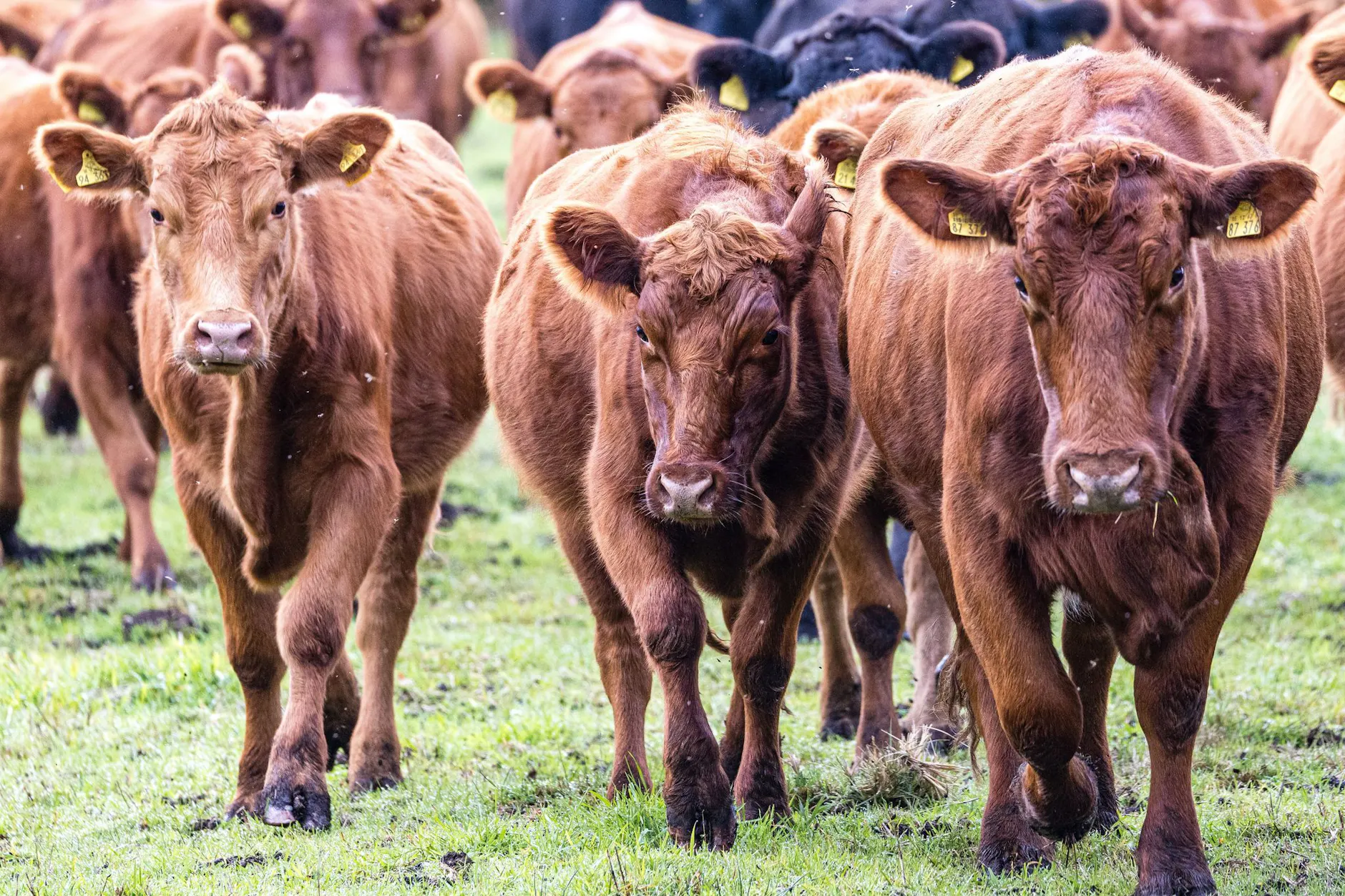 Erst vor wenigen Wochen gab es einen ähnlichen Fall im Landkreis Elbe-Elster. Dabei wurden 70 Tiere gestohlen.