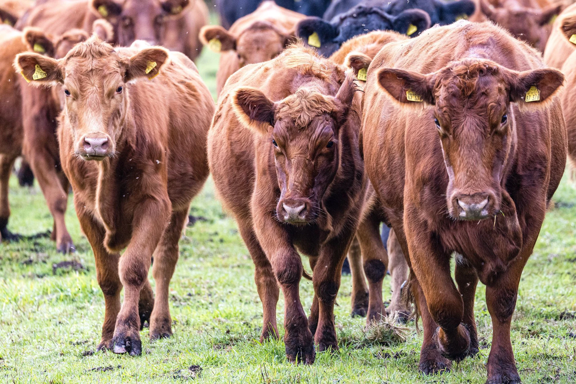 Erst vor wenigen Wochen gab es einen ähnlichen Fall im Landkreis Elbe-Elster. Dabei wurden 70 Tiere gestohlen.