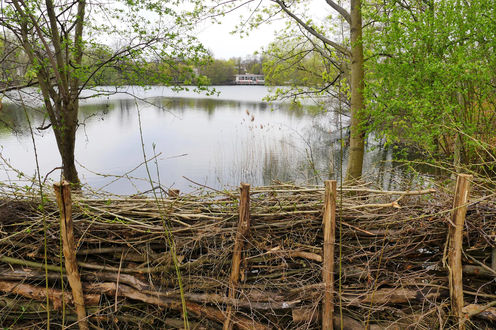 Schön sieht es nicht aus: Der Weiße See wird jetzt vor Wildbadern mit einer Totholz-Hecke geschützt. Auf der anderen Seite des Sees liegt das Strandbad.