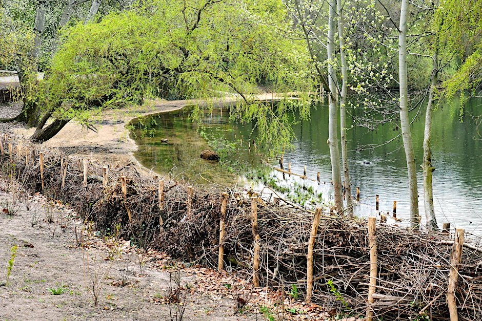 Neue Mauer um den Weißen See: Der See wird vor Wildbadern mit einer Totholz-Hecke geschützt.
