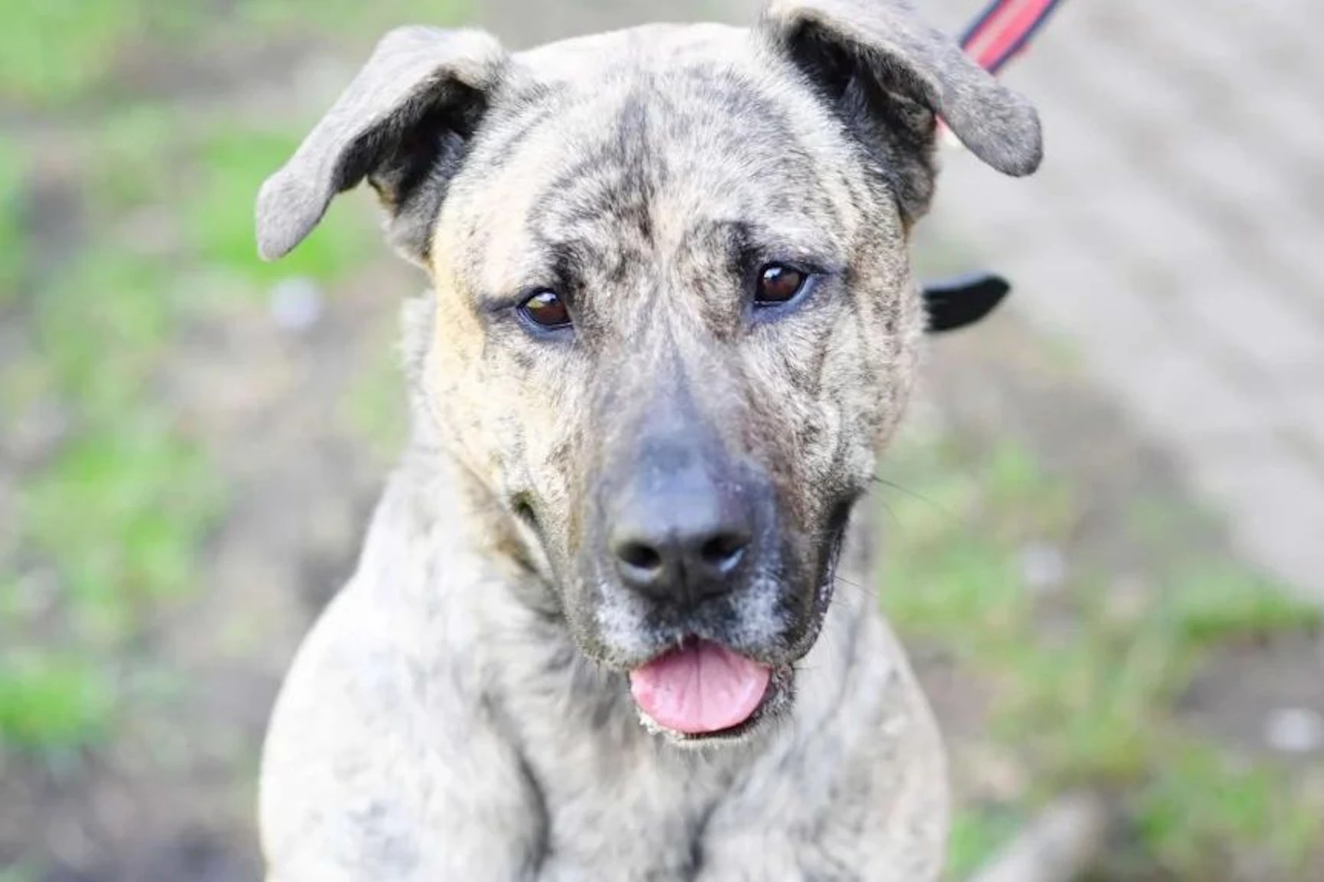 Ninia wartet im Tierheim auf ein neues Zuhause, wünscht sich Menschen, die bereits Erfahrung mit Hunden haben.