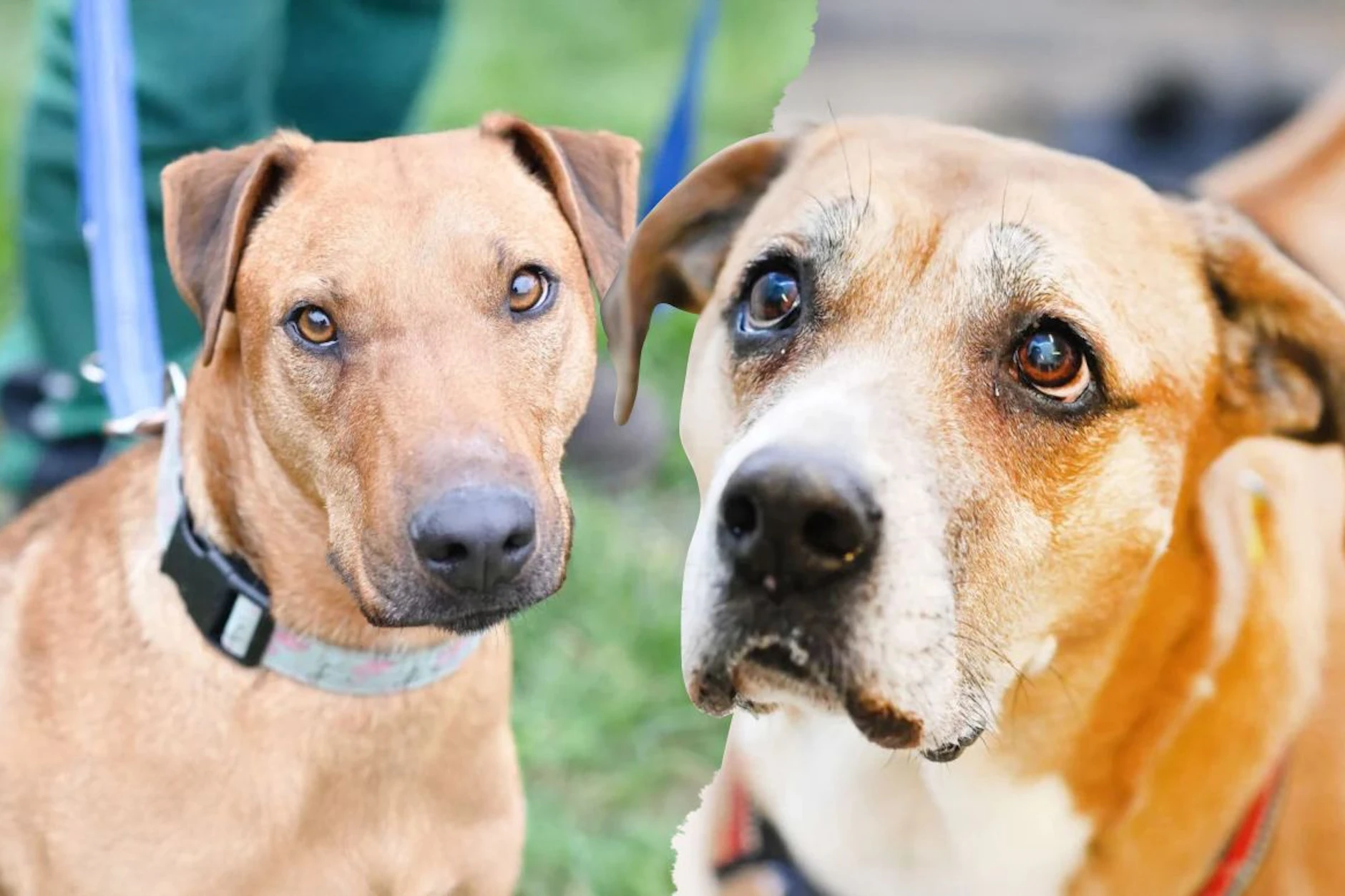 Gustav und Fanni sind nur zwei von vielen Hunden, die im Tierheim Berlin gerade auf ein neues Zuhause warten.