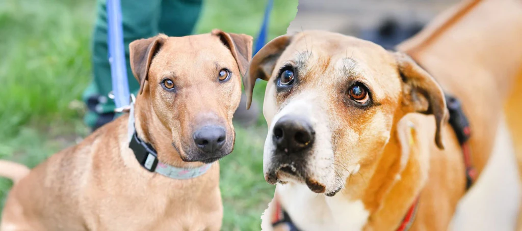 Berlins traurigste Hunde: Wer gibt Fanni, Gustav und Ninia eine Chance?