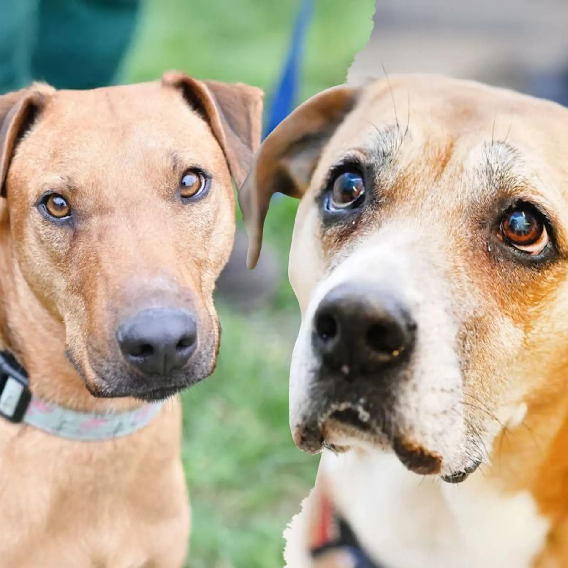 Berlins traurigste Hunde: Wer gibt Fanni, Gustav und Ninia eine Chance?