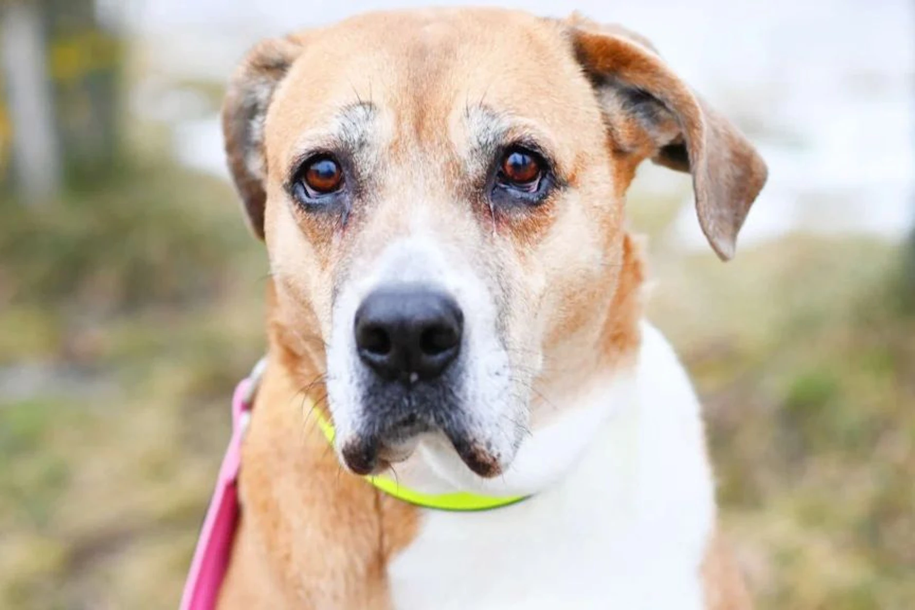 Hunde-Omi Fanni wünscht sich noch einmal ein neues Zuhause. WEr gibt ihr eine Chance?