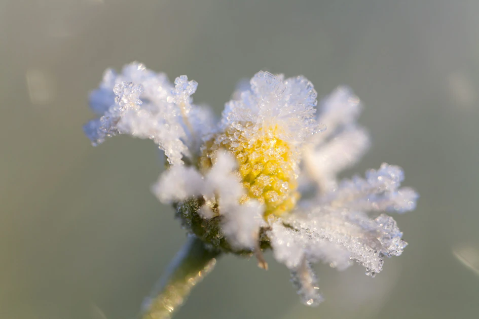 Wetterprognose für die Eisheiligen im Mai: Kommt der Frost trotz milder ...