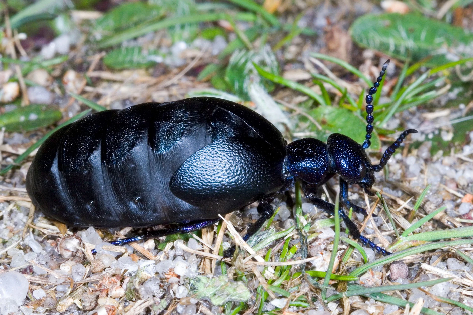 Der Schwarzblaue Ölkäfer ist unverkennbar – bis zu 3,5 Zentimeter lang, glänzend schwarzblau und derzeit in vielen deutschen Gärten unterwegs. Nicht anfassen!
