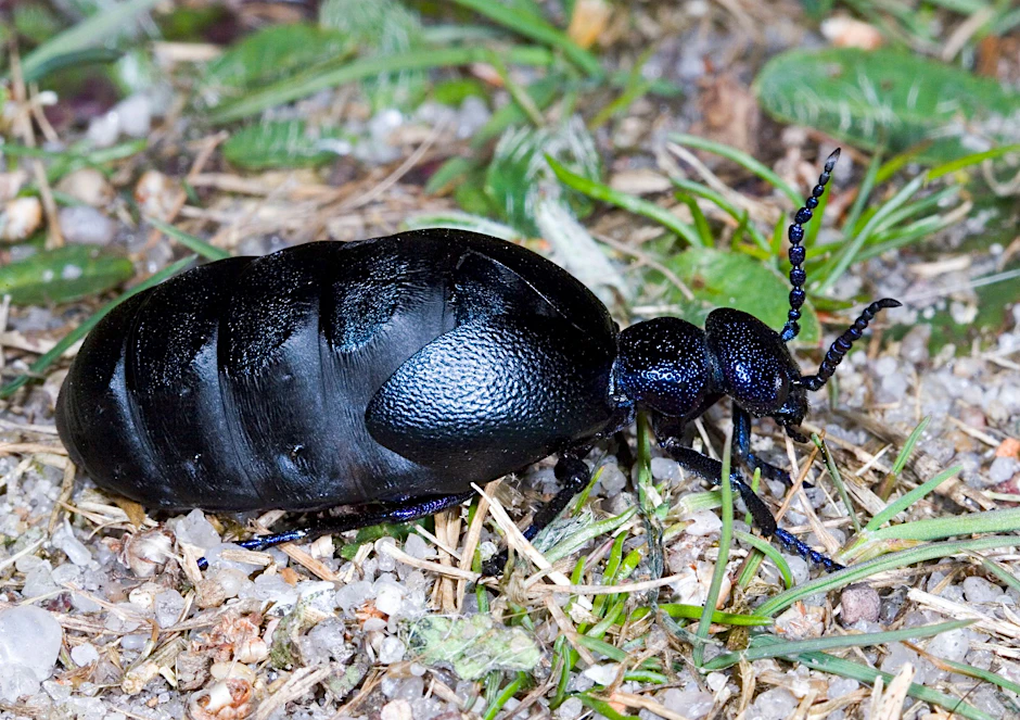 Der Schwarzblaue Ölkäfer ist unverkennbar – bis zu 3,5 Zentimeter lang, glänzend schwarzblau und derzeit in vielen deutschen Gärten unterwegs. Nicht anfassen!