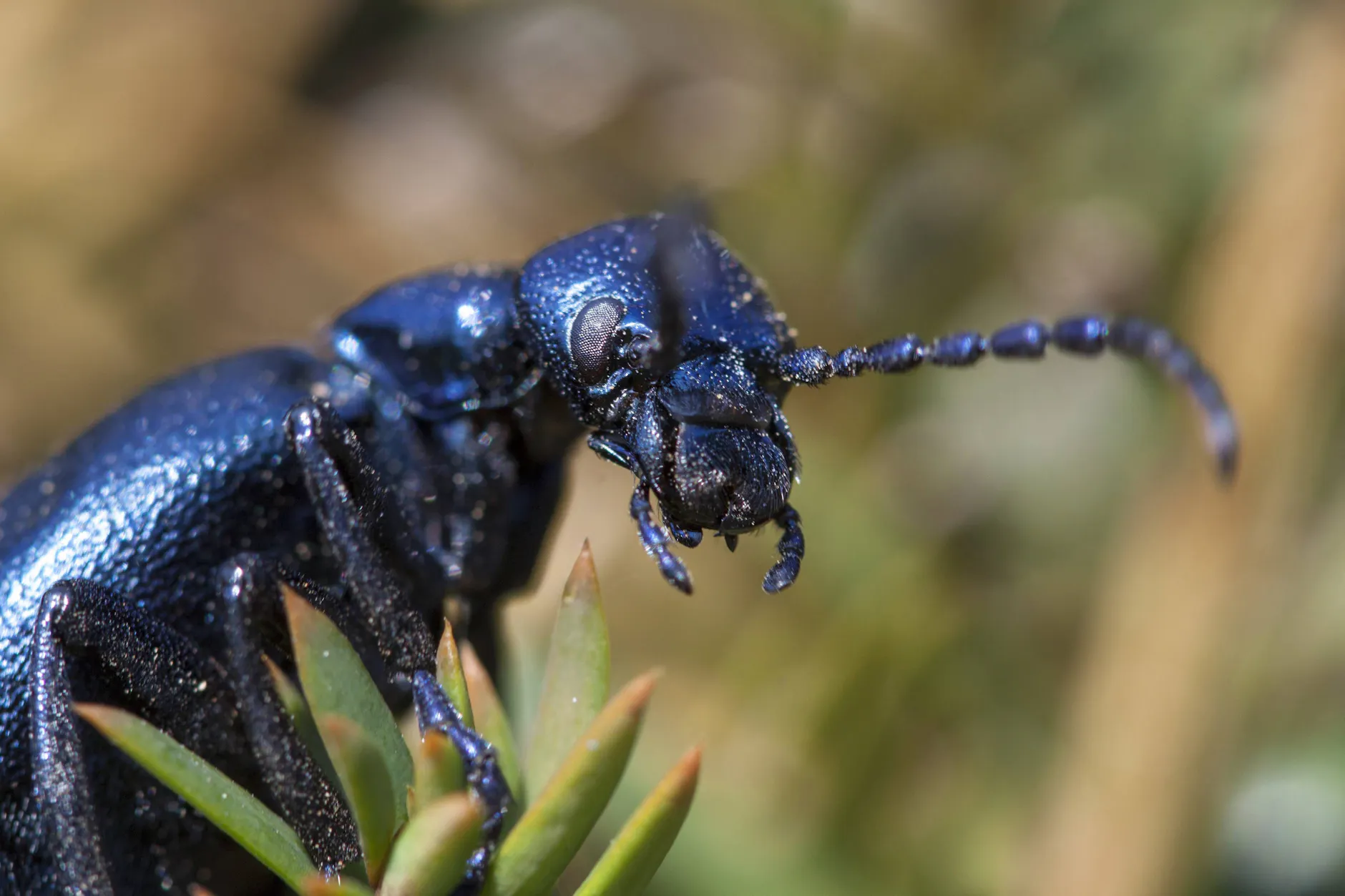 Nah dran, aber bitte nur auf dem Foto: Der Schwarzblaue Ölkäfer sondert bei Bedrohung ein giftiges Sekret ab, das Hautblasen verursachen kann.