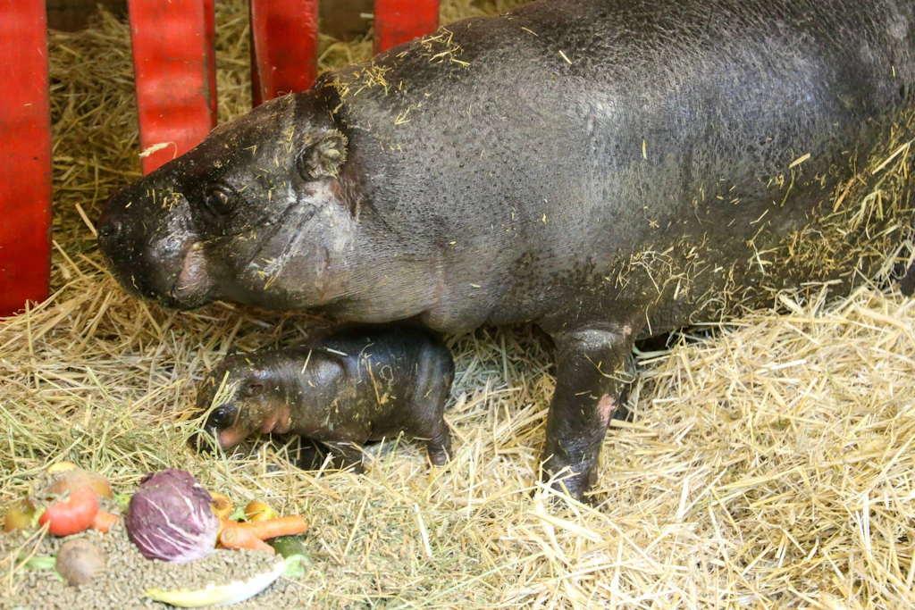 Am 9. Mai brachte Zwergflusspferd-Dame Debbie ein Junges zur Welt. Mutter und Tochter müssen sich nun erstmal aneinander gewöhnen.