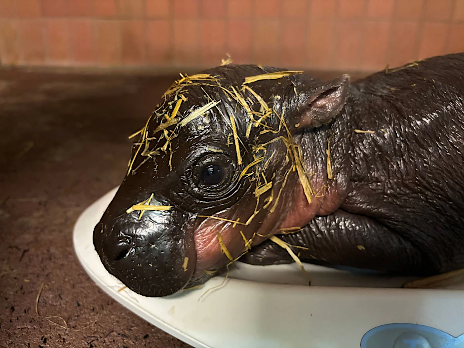 Das kleine Zwergflusspferd-Weibchen wird im Zoo Berlin gewogen. Debbie, die Mutter des Internet-Stars Toni, hat erneut ein gesundes Weibchen zur Welt gebracht.