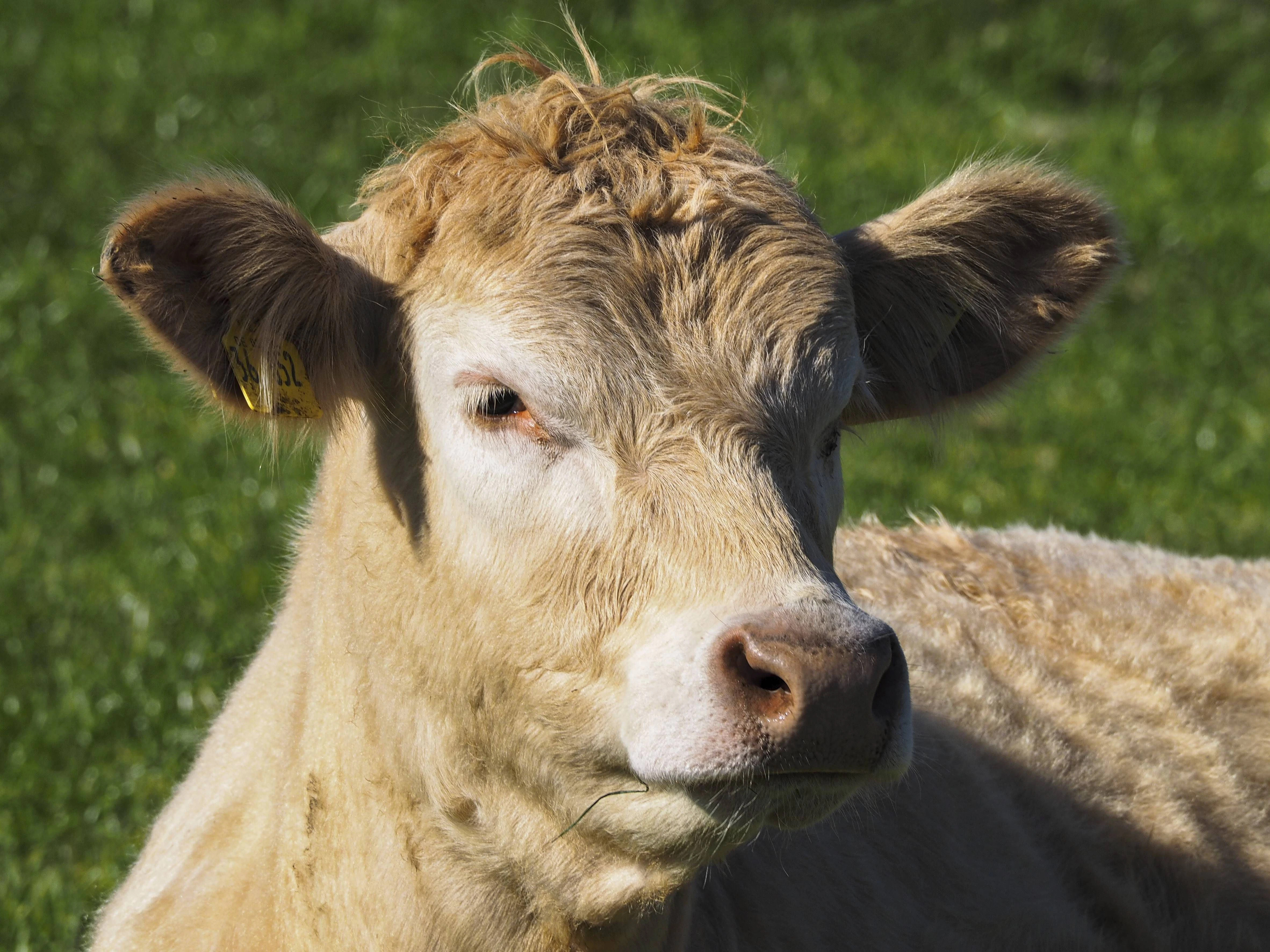 Serie von Rinder-Diebstählen schockiert Landwirte – Brandenburger ...
