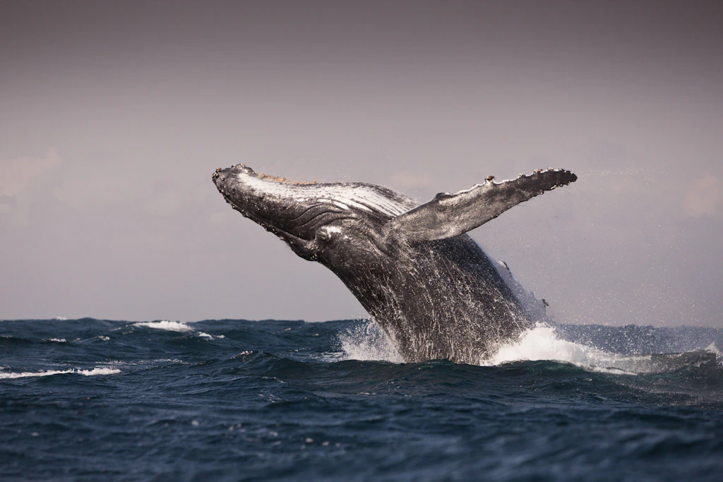 Ein springender Buckelwal vor der Wild Coast in Südafrika