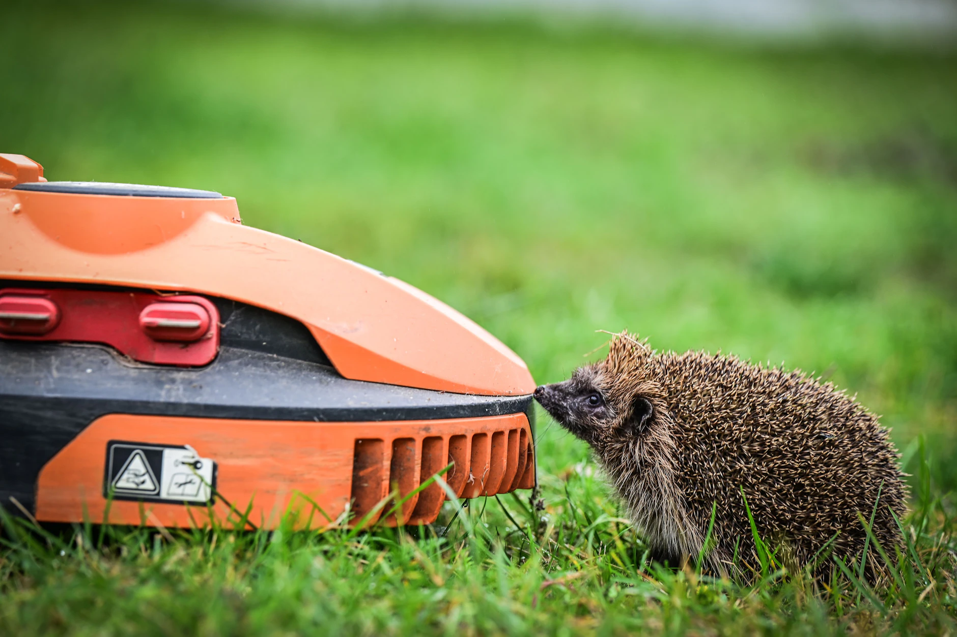 Gefährliche Nähe! Mähroboter werden zur tödlichen Falle für Igel.