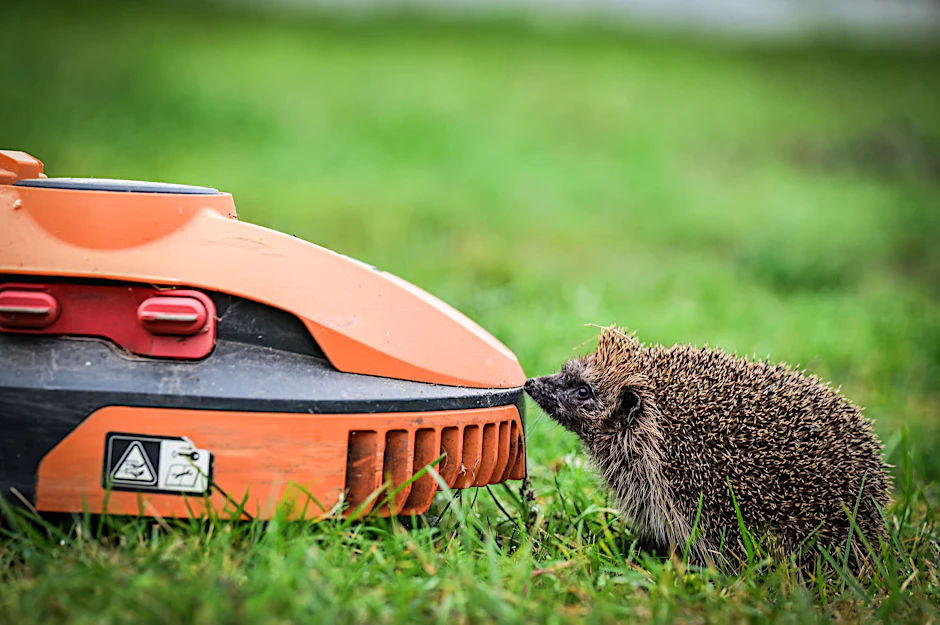 Gefährliche Nähe! Mähroboter werden zur tödlichen Falle für Igel.