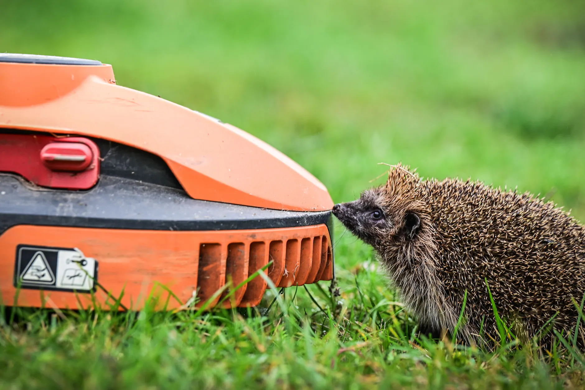 Erste deutsche Stadt schützt Igel vor tödlichen Robotern