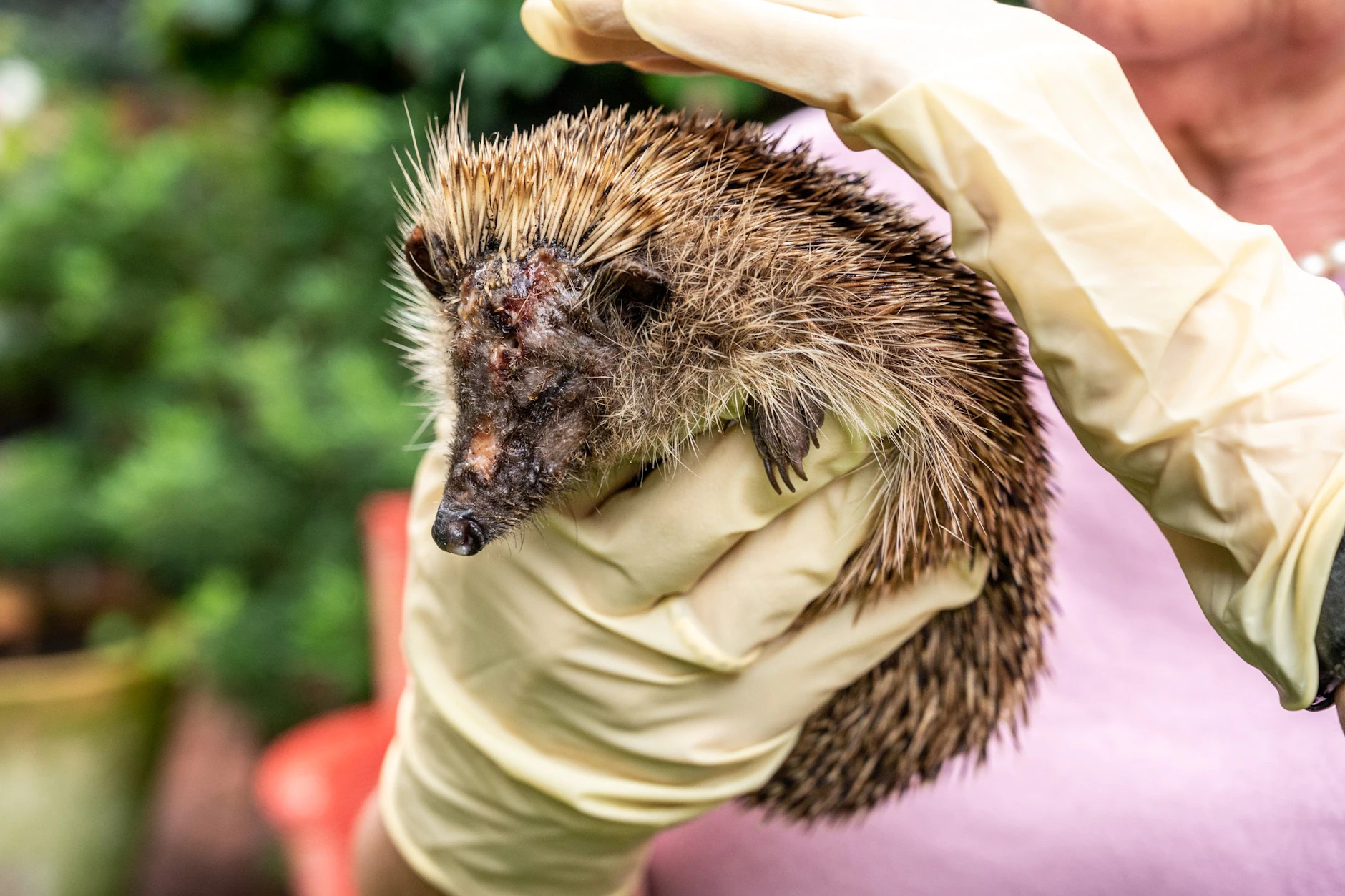 Ein Igel wird mit einer schweren Kopfverletzung durch einen Mähroboter gefunden. 