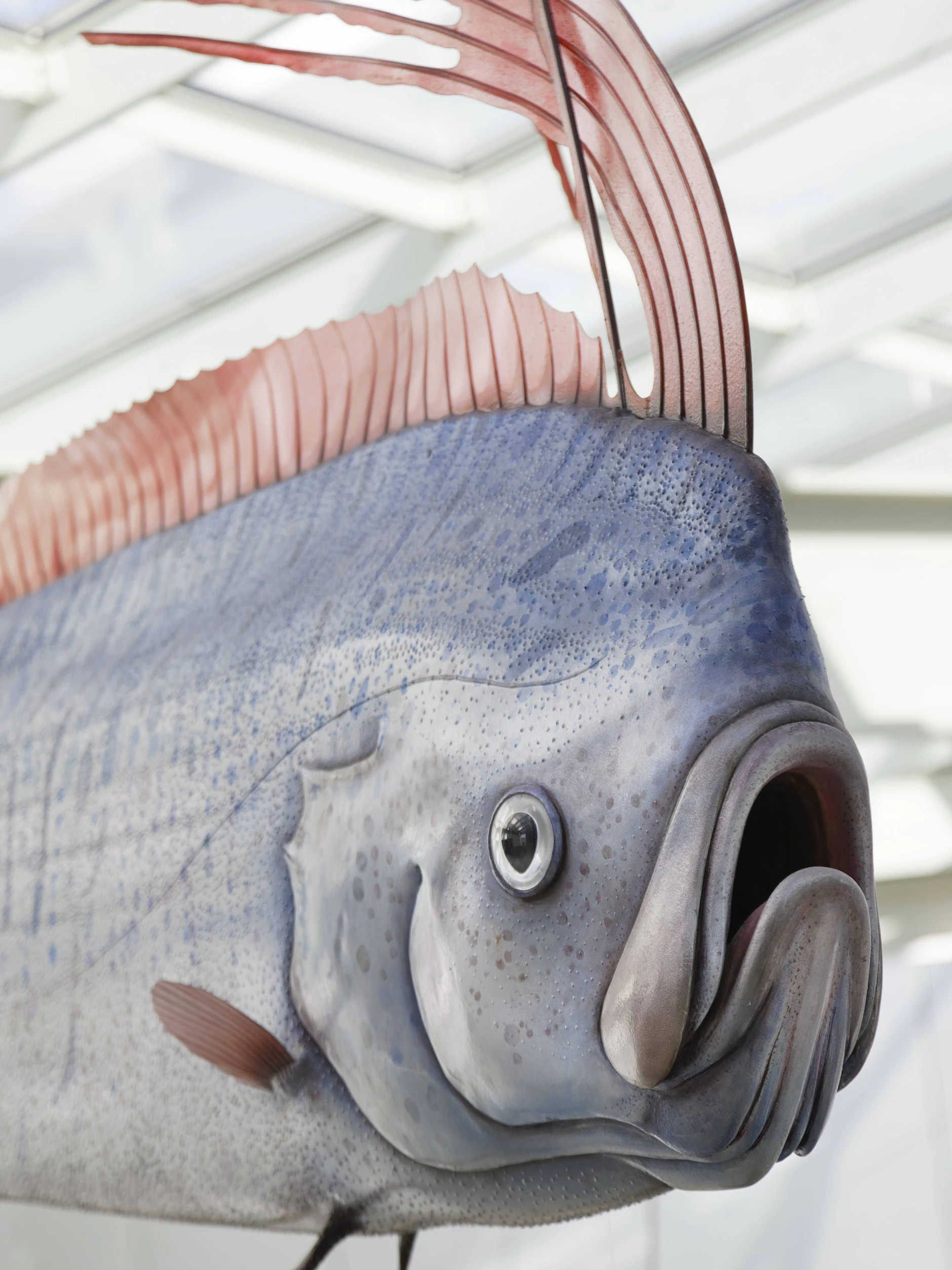 Gruselig und riesengroß: Im Ozeaneum in Stralsund ist die Nachbildung eines Riemenfisches ausgestellt.