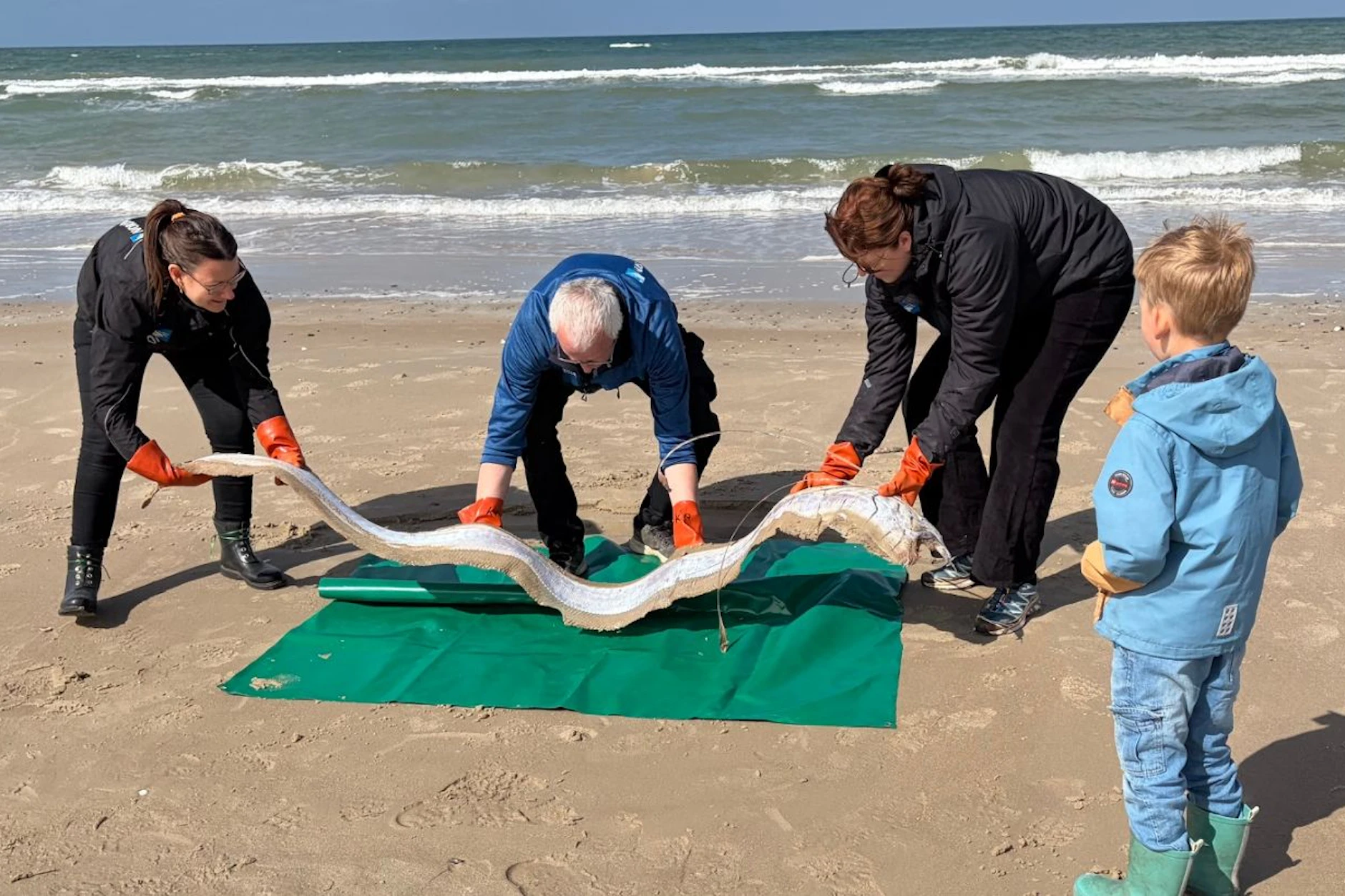 Ein echtes Seeungeheuer: Der Riemenfisch wurde am Strand von Dänemark angespült, eine Familie fand ihn beim Spaziergang.