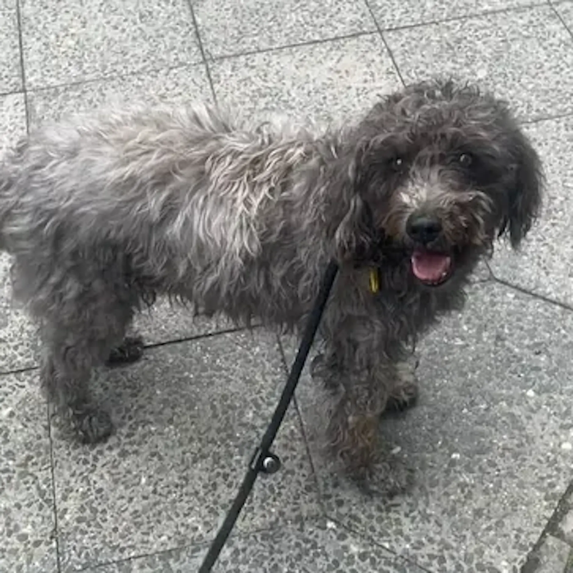 Hunde-Rettung in Charlottenburg: Nachbarn bringen Lucky nach Hause
