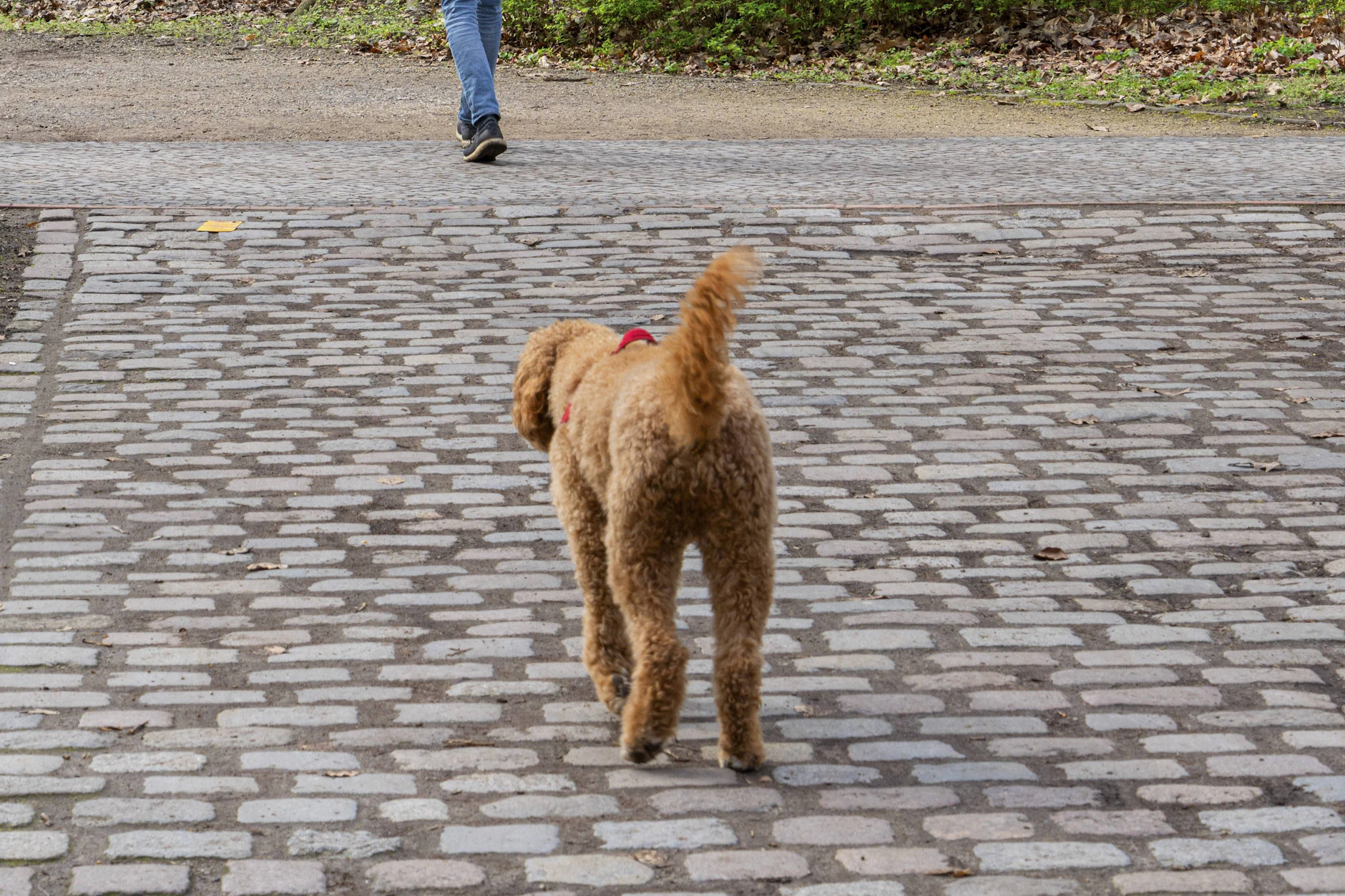 Wer einen herrenlosen Hund sieht, sollte nicht wegschauen.