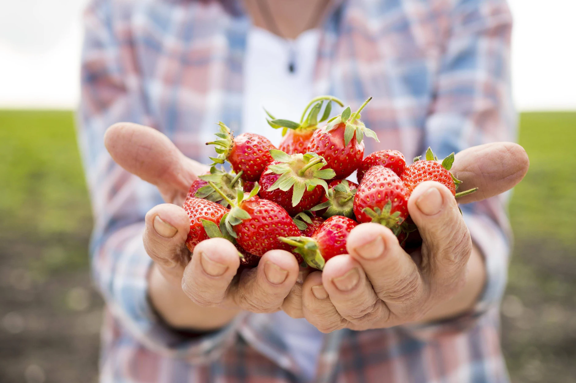 Erdbeeren sind lecker und beliebt, aber 2026 auch leider sehr teuer. Die Preise werden laut Experten im Vergleich zu den Vorjahren ordentlich steigen.