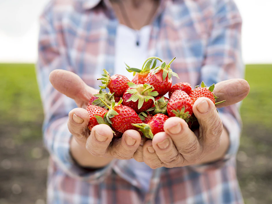 Erdbeeren sind lecker und beliebt, aber 2026 auch leider sehr teuer. Die Preise werden laut Experten im Vergleich zu den Vorjahren ordentlich steigen.