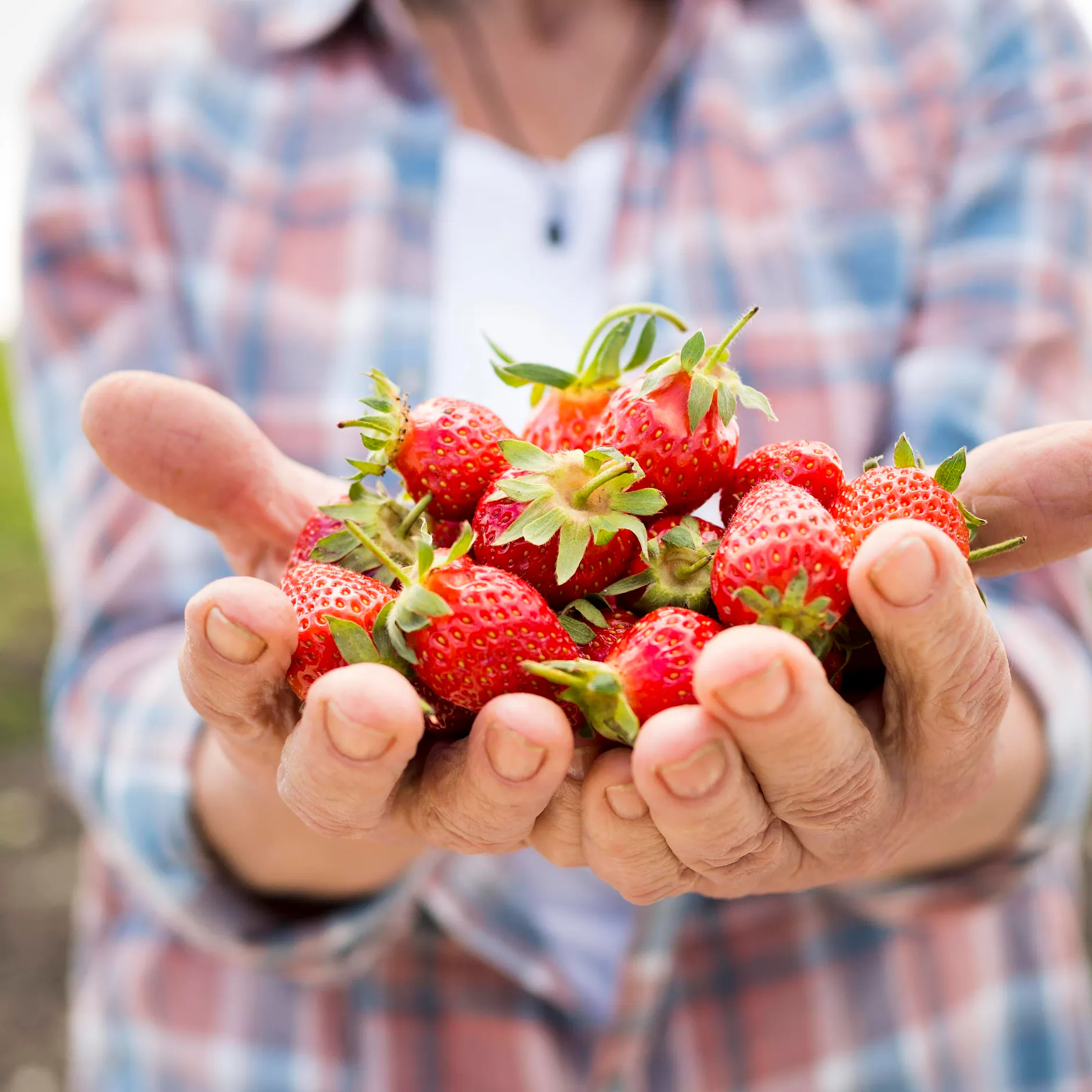 Preis-Horror 2026 bei den Erdbeeren: Acht Euro pro Kilo dieses Jahr normal!