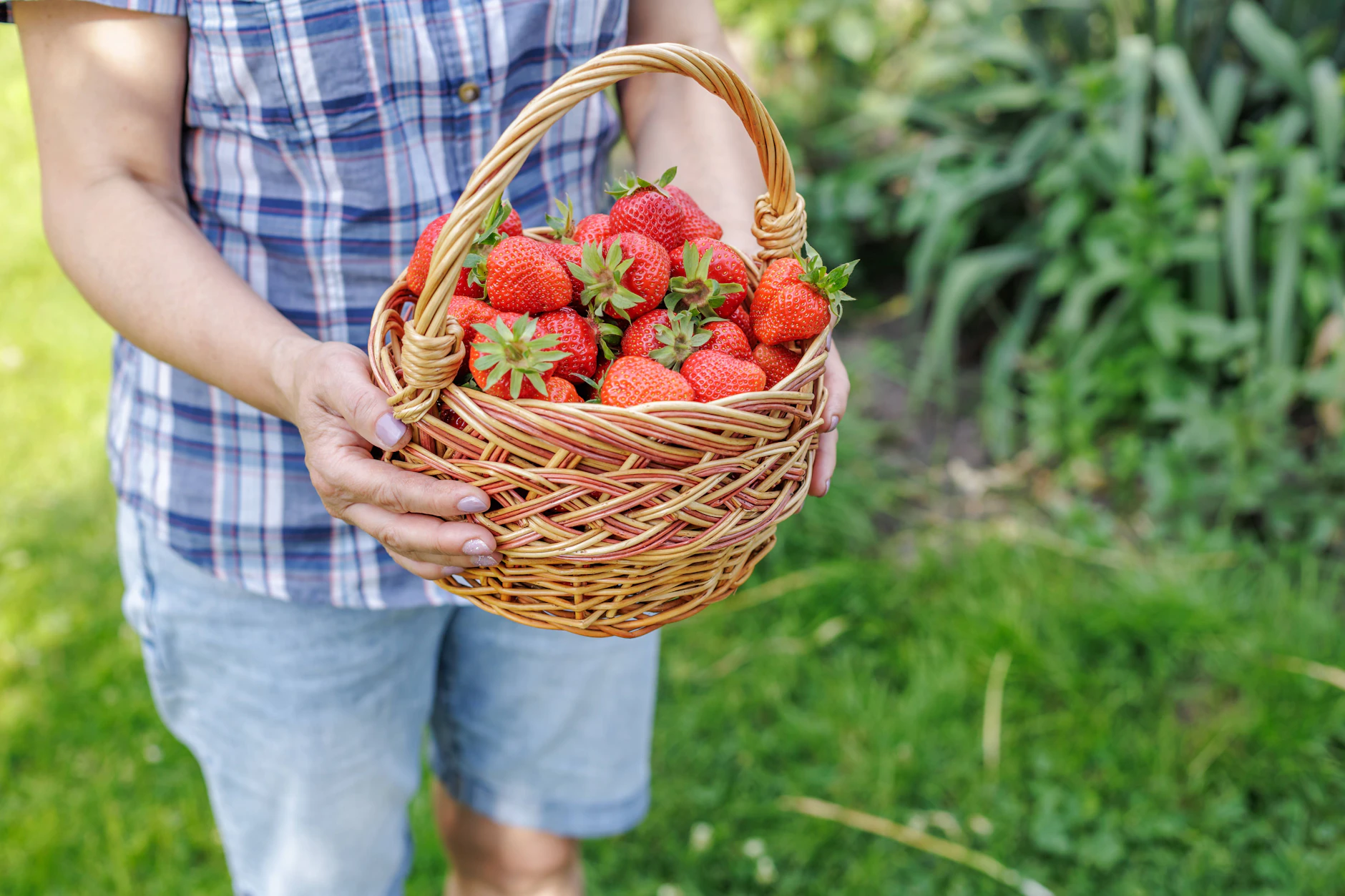 Die hohen Preise für Erdbeeren führen dazu, dass immer mehr Betriebe die Selbstpflücke anbieten. Denn so lassen sich zumindest die hohen Personalkosten für die Ernte sparen.